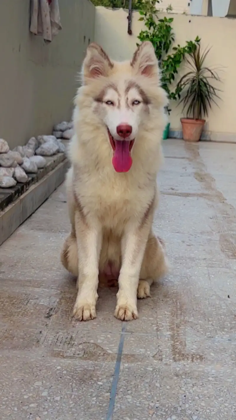 Trained/ vaccinated pupp — photo 2