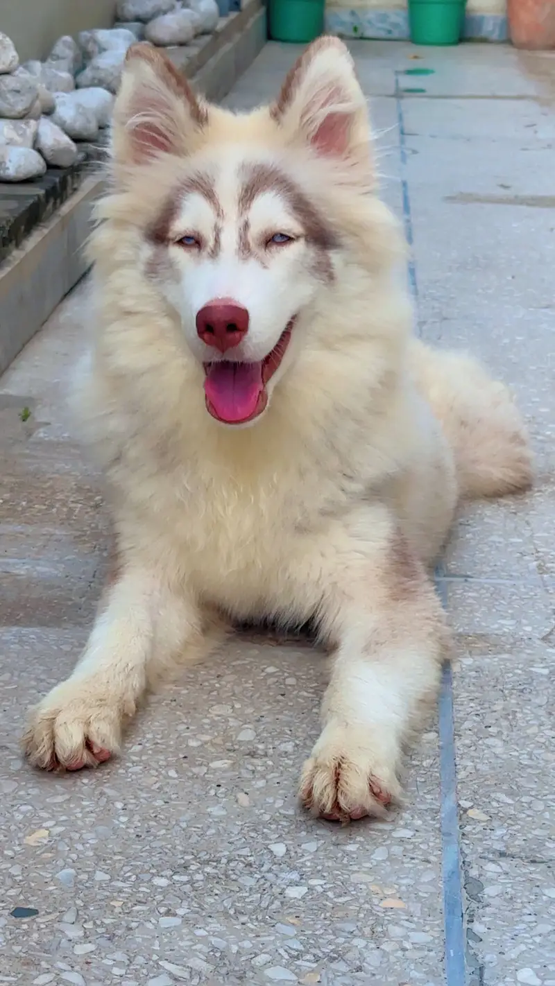 Trained/ vaccinated pupp — photo 3