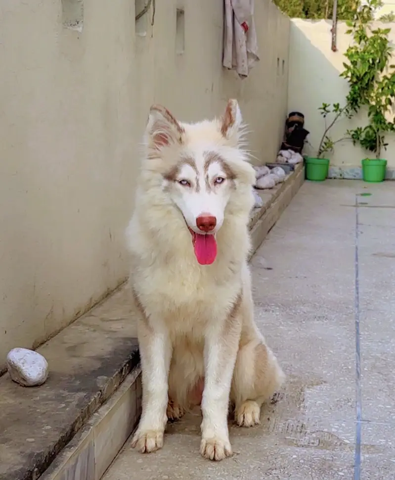 Trained/ vaccinated pupp — photo 4