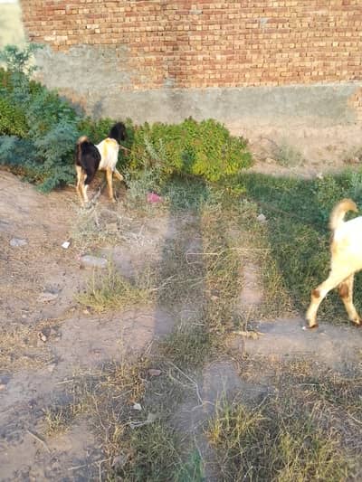 Sindhi Bakra for sale
