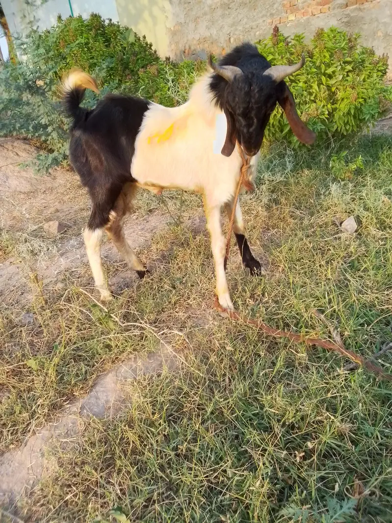 Sindhi Bakra for sale — photo 2