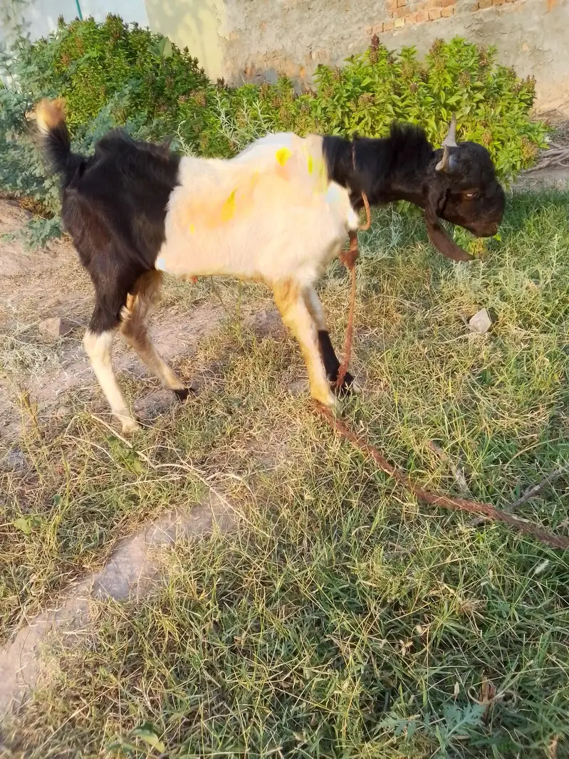 Sindhi Bakra for sale — photo 3