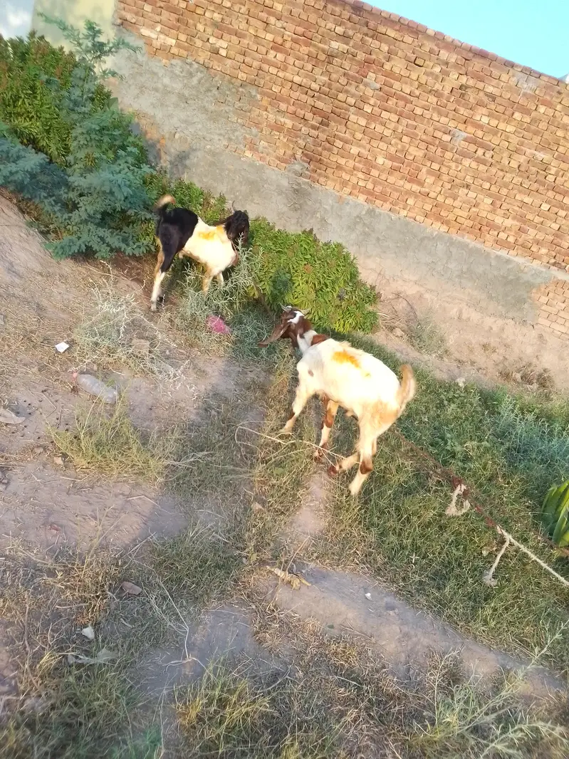 Sindhi Bakra for sale — photo 4
