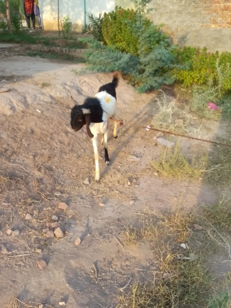 Sindhi Bakra for sale — photo 5