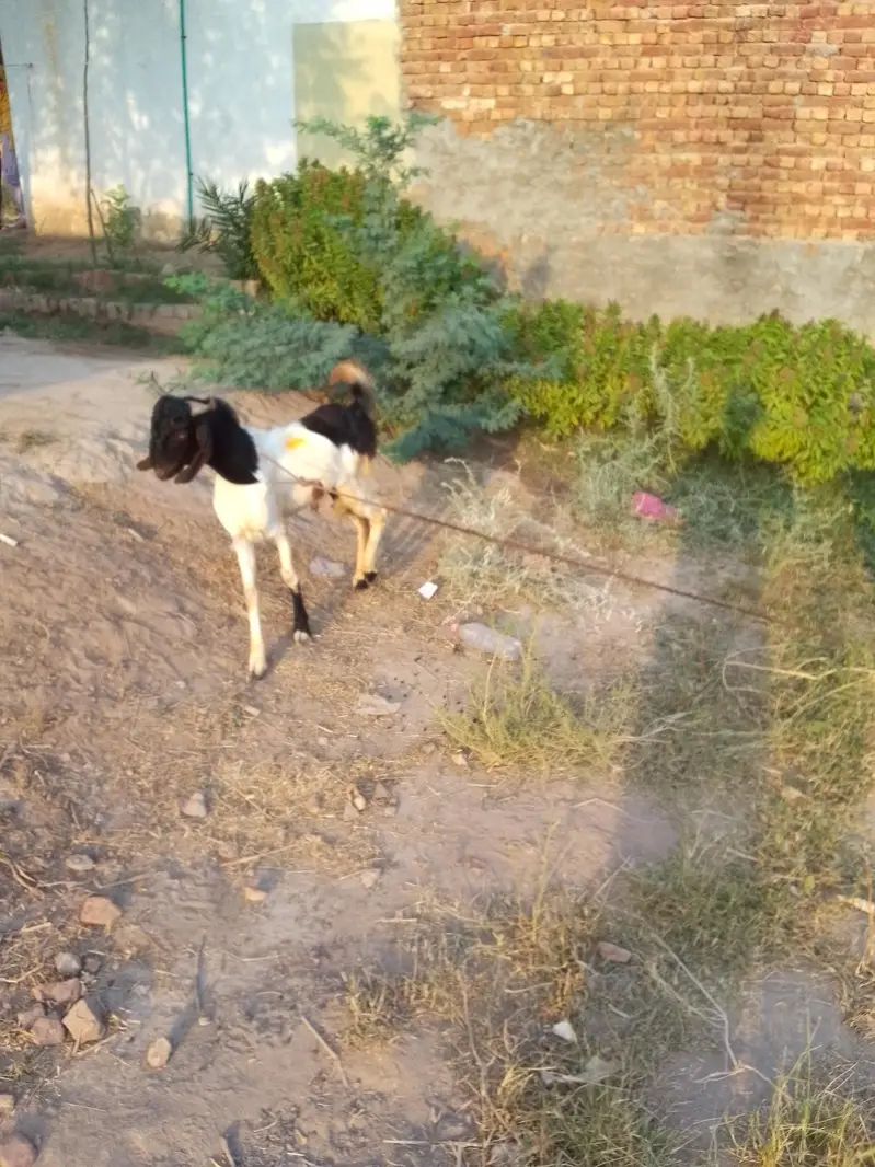Sindhi Bakra for sale — photo 6