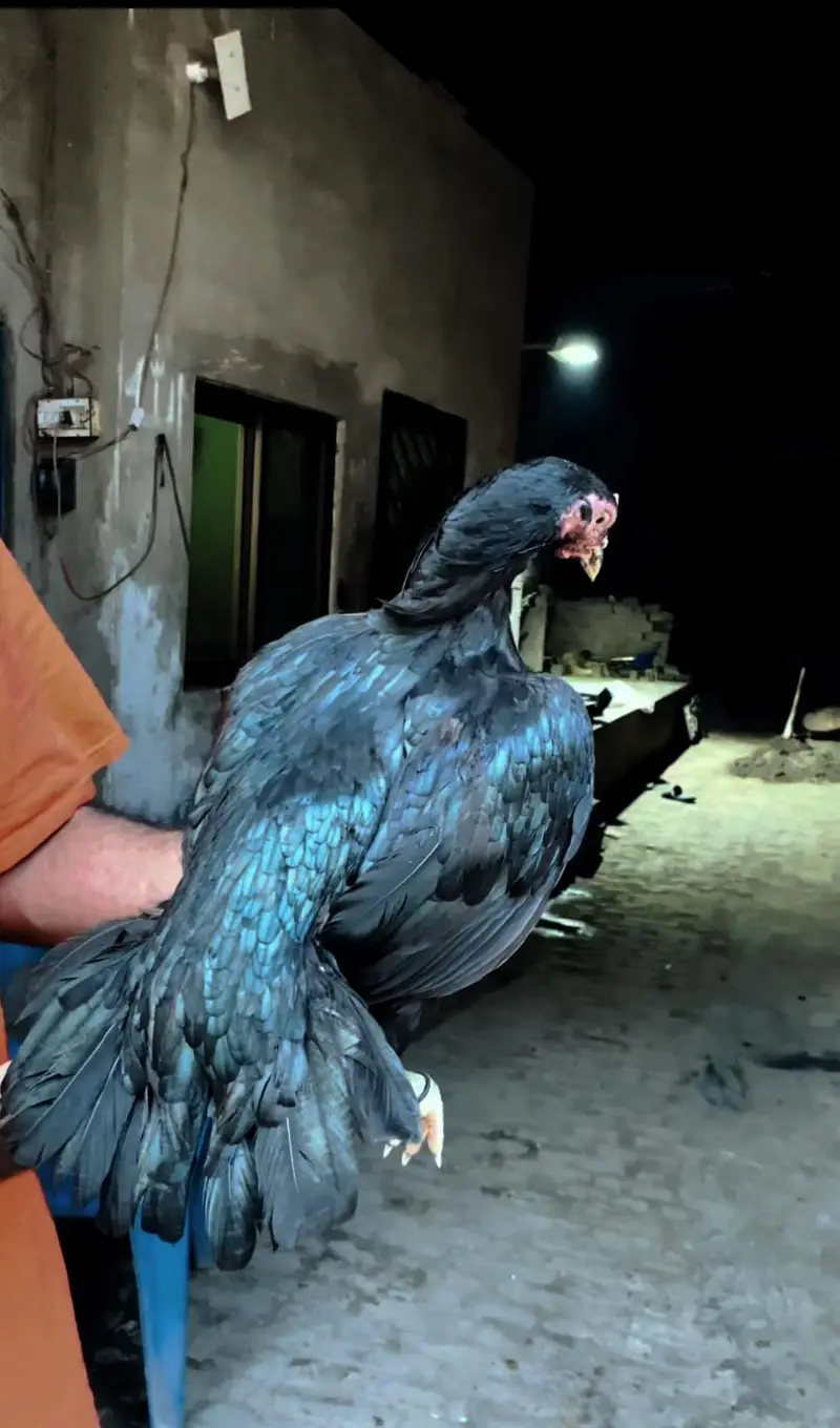 Aseel hen — photo 2