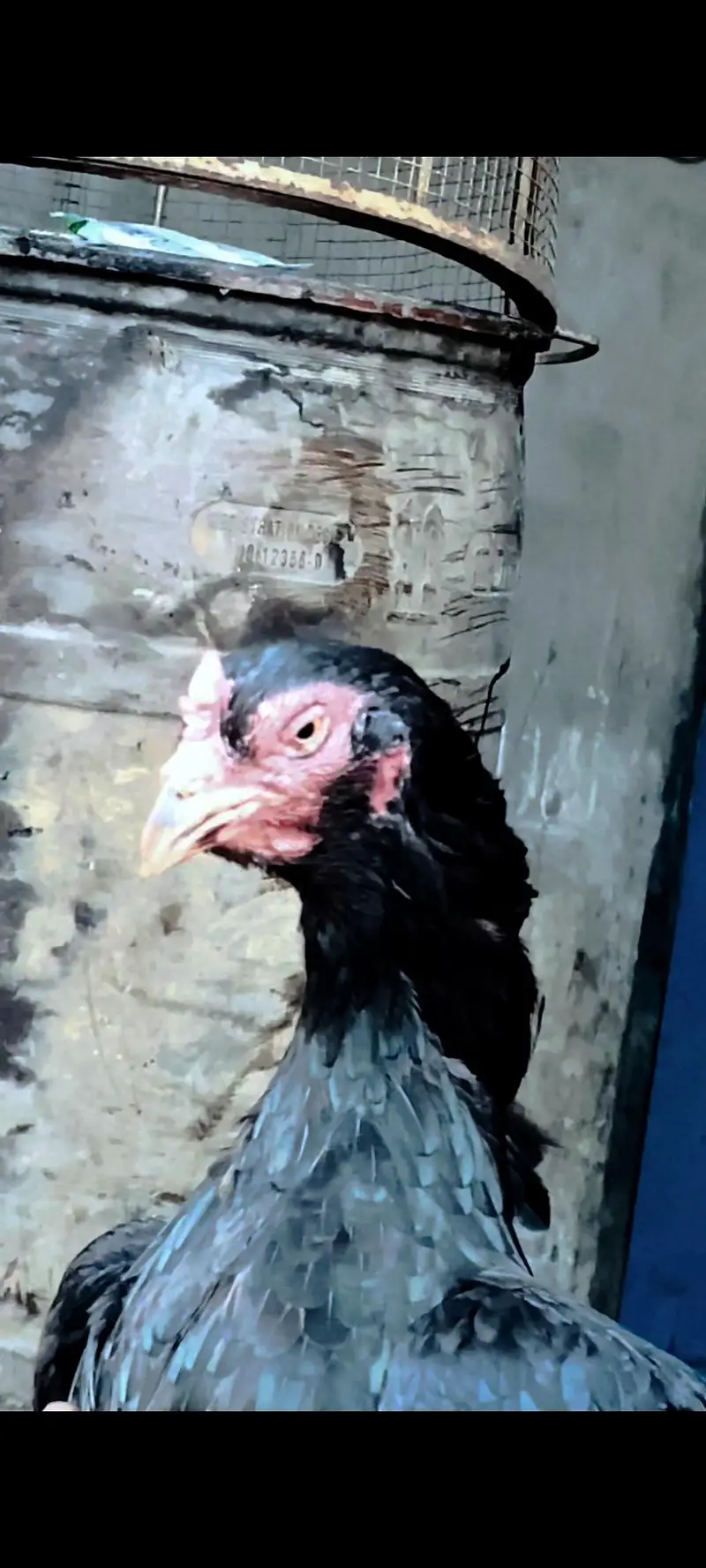 Aseel hen — photo 4