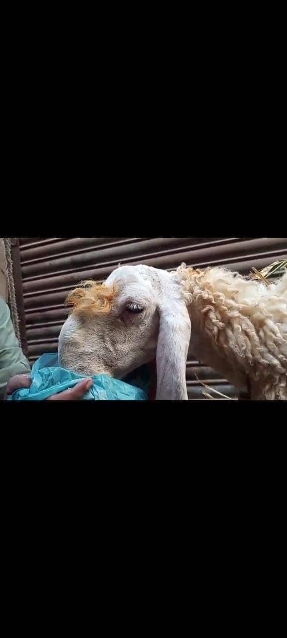 larkana dumba 2