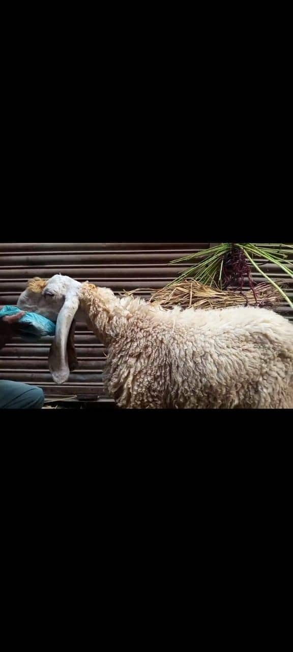 larkana dumba 3