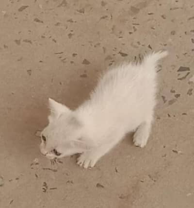 cat sale