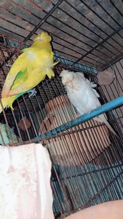 hogoromo budgies