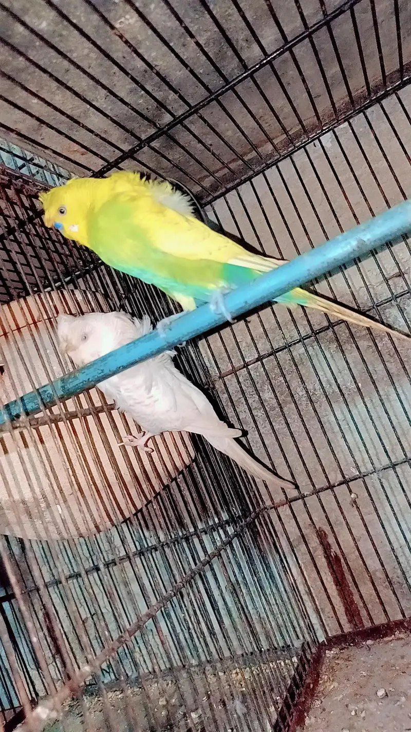 hogoromo budgies — photo 2