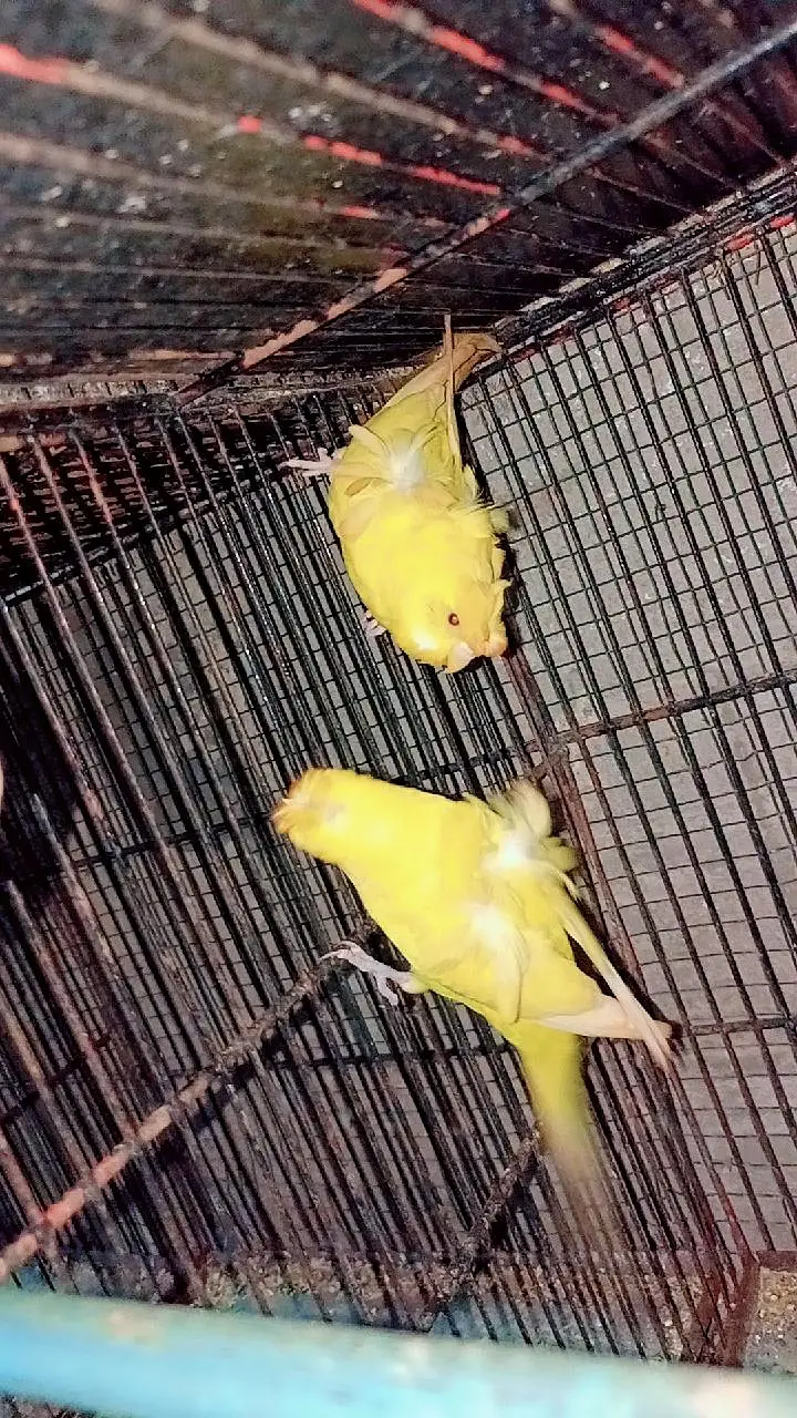 hogoromo budgies — photo 3