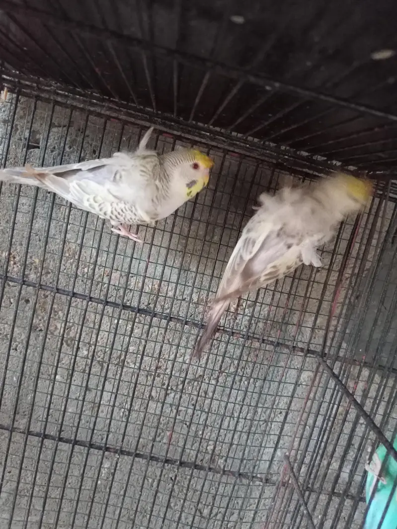 hogoromo budgies — photo 4