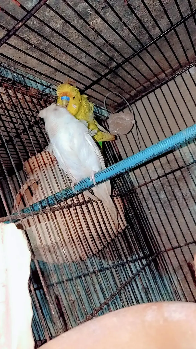 hogoromo budgies — photo 5