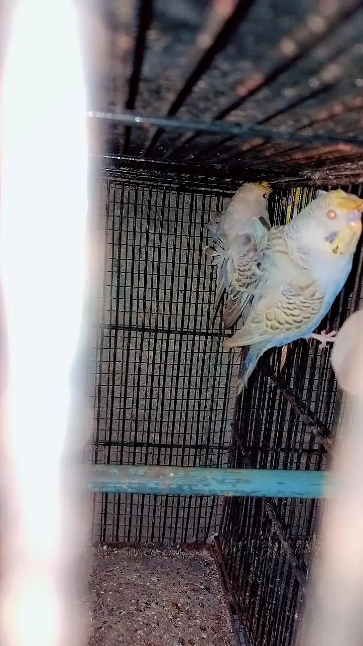 hogoromo budgies — photo 6