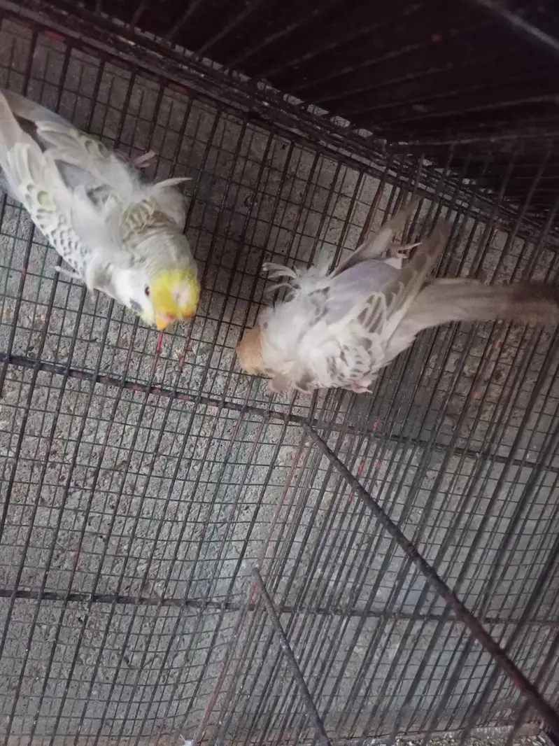 hogoromo budgies — photo 7