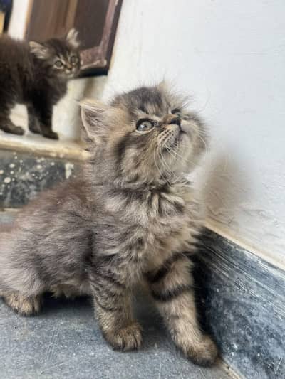 kittens for sale