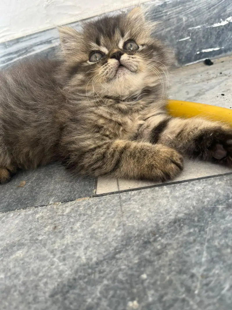 kittens for sale — photo 2