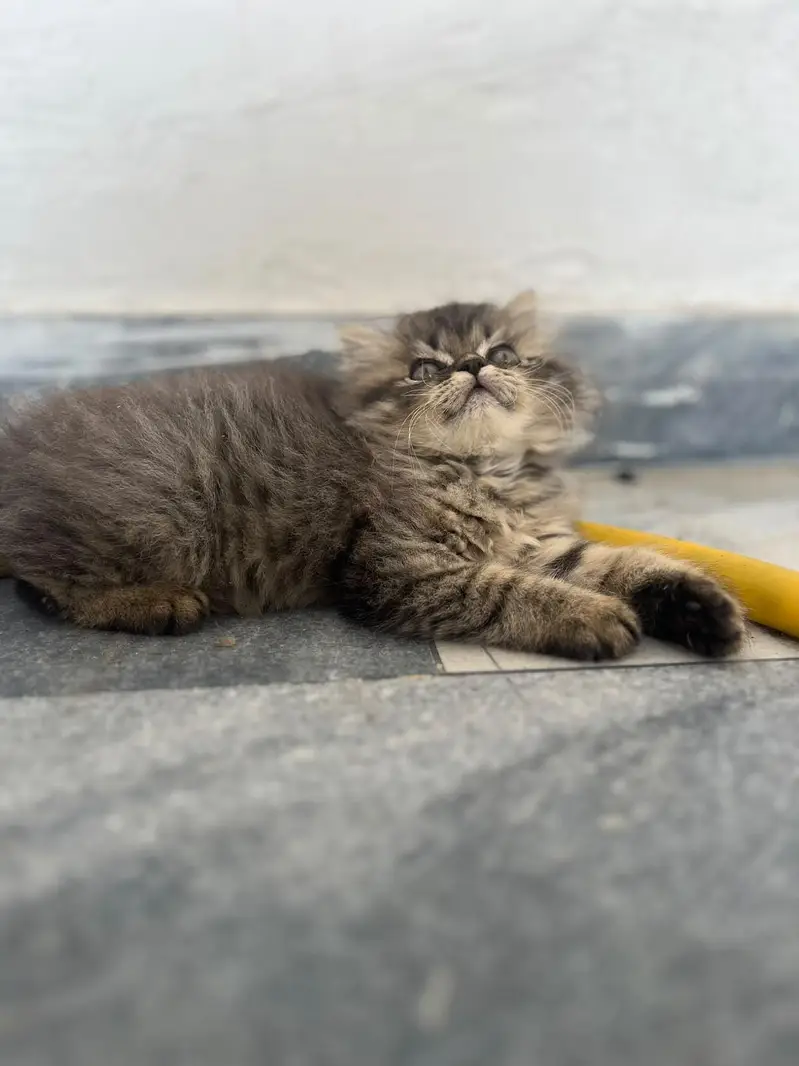 kittens for sale — photo 3