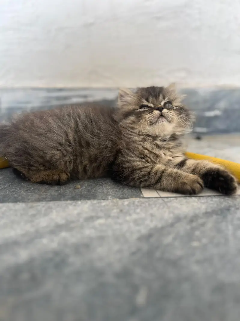 kittens for sale — photo 4