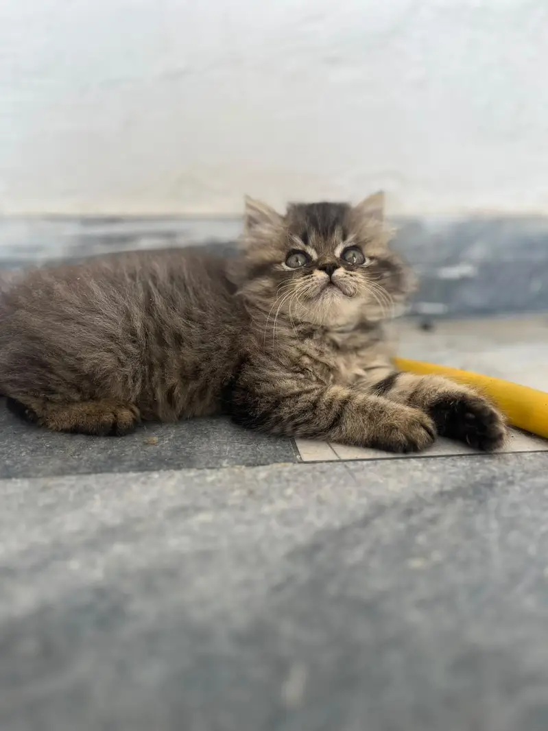 kittens for sale — photo 5