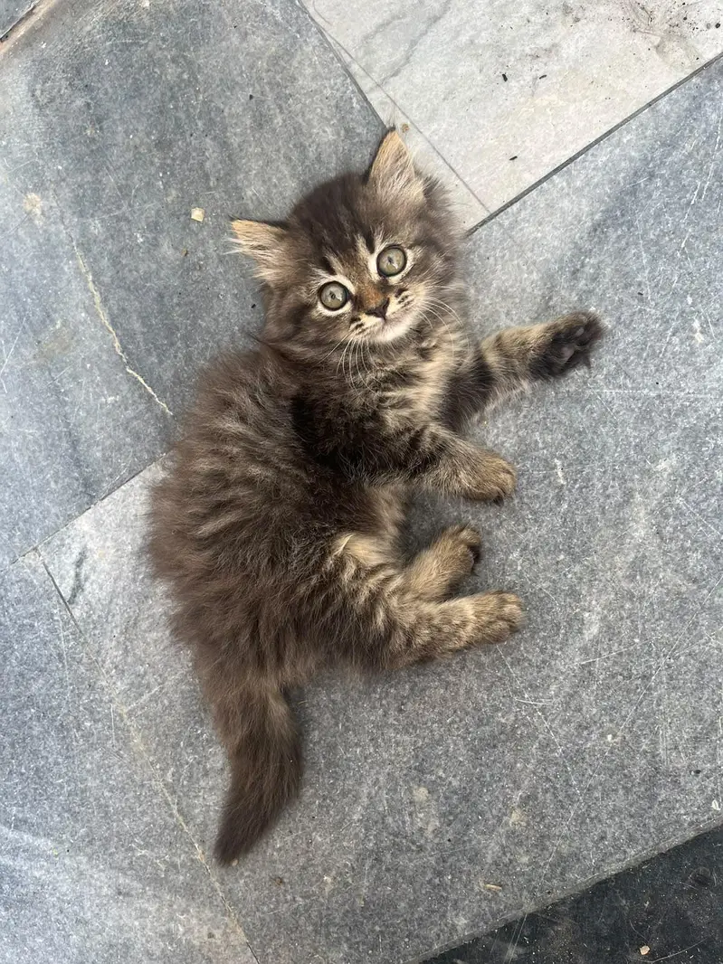 kittens for sale — photo 6