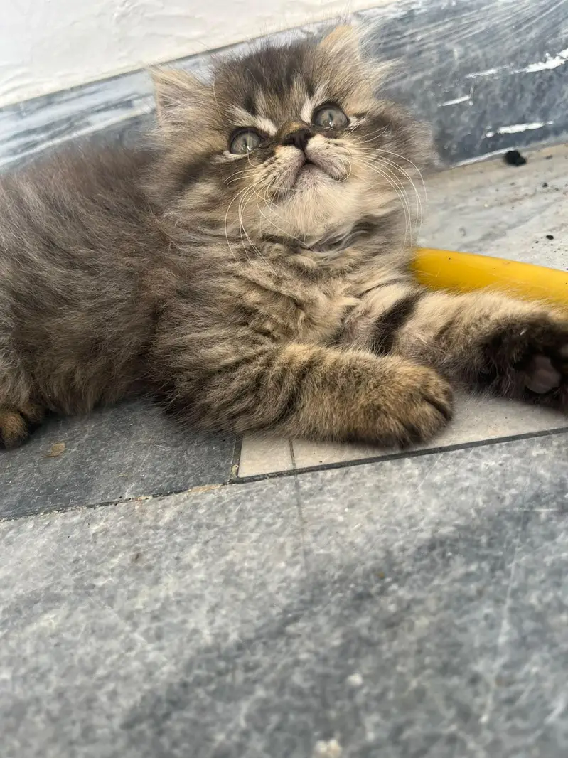kittens for sale — photo 7