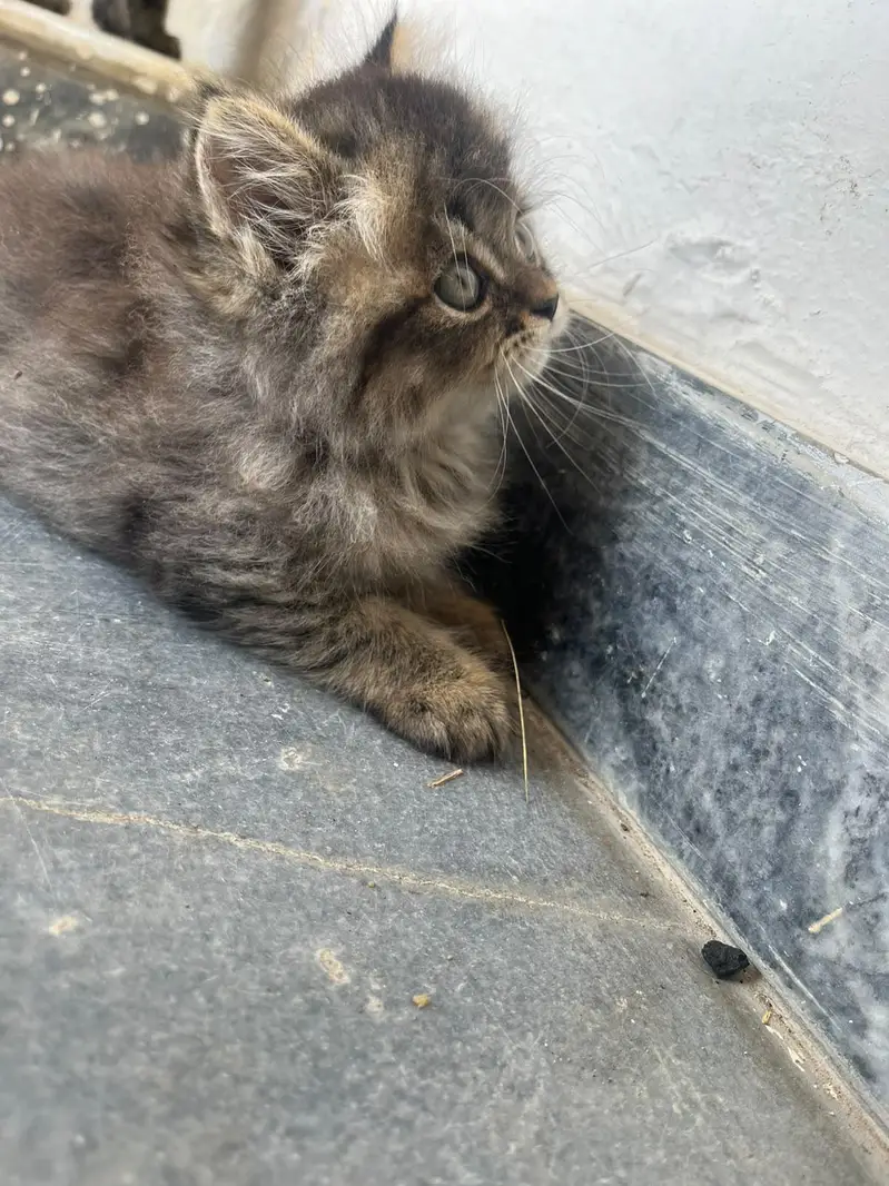 kittens for sale — photo 8