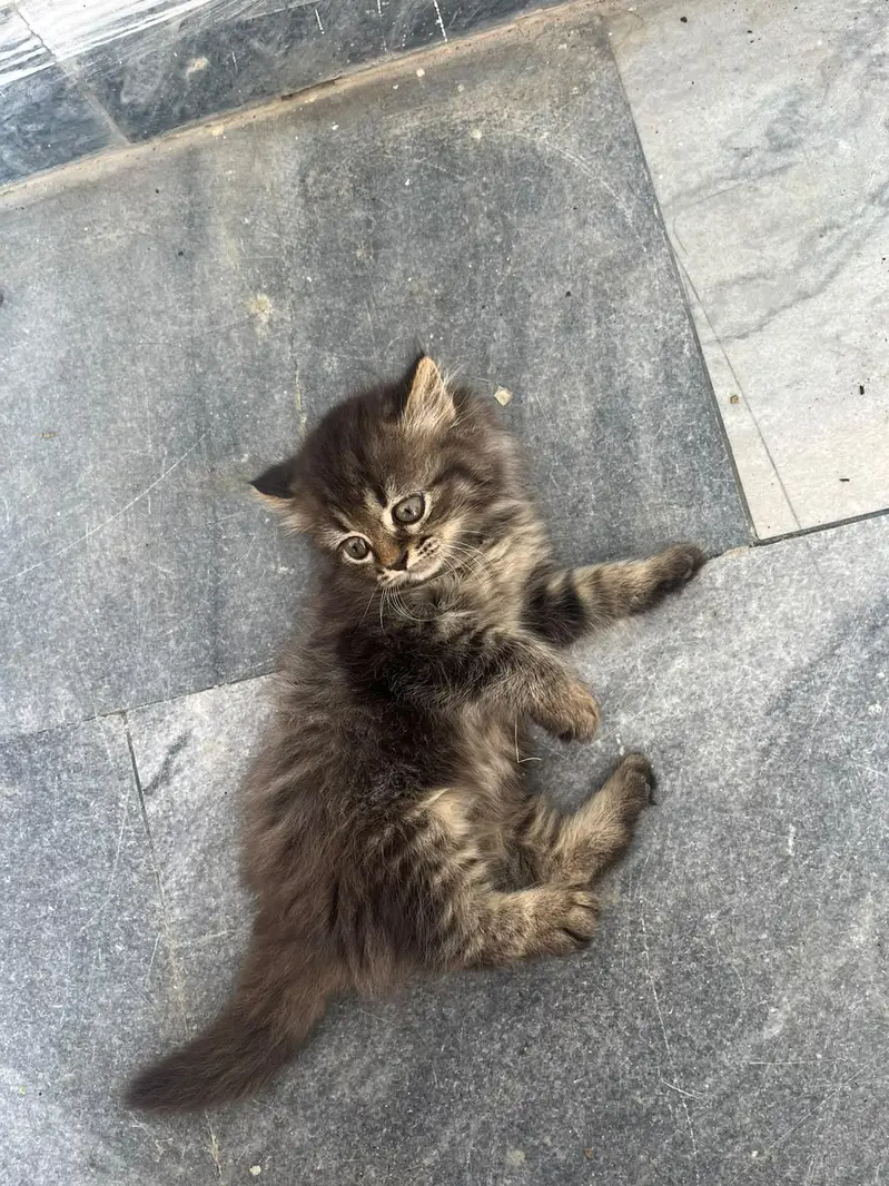 kittens for sale — photo 9