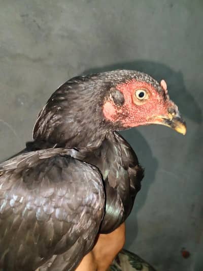 This hen is home made