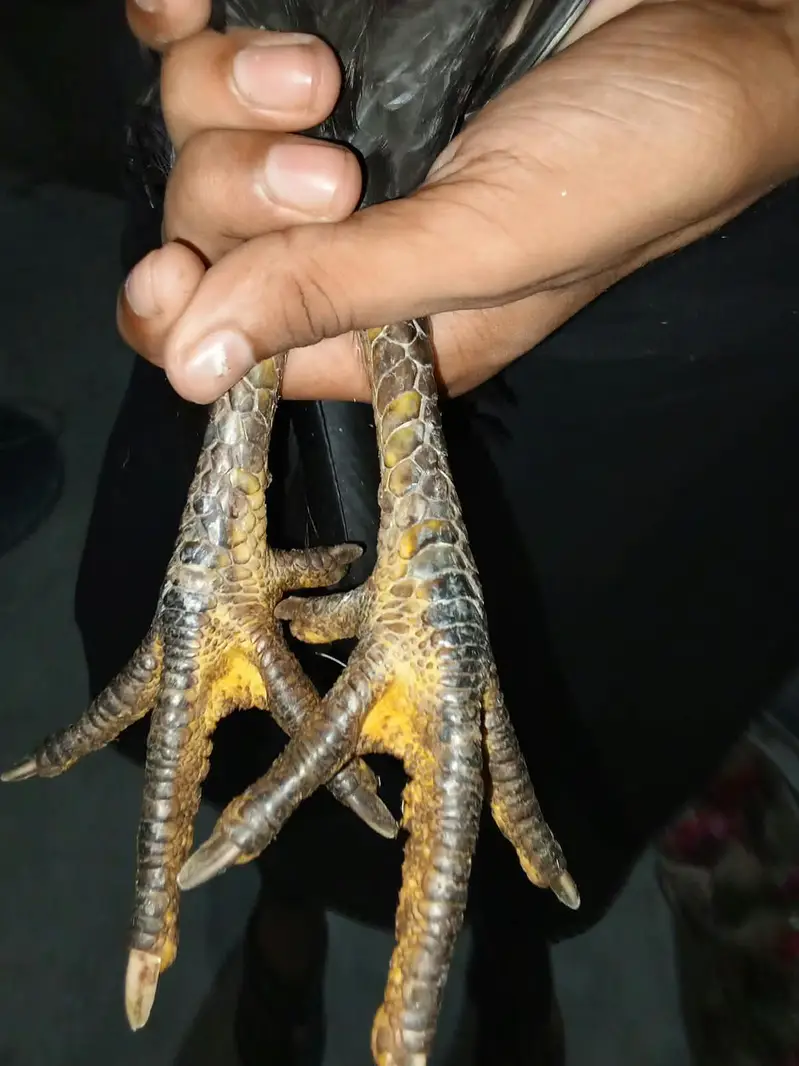 This hen is home made — photo 2