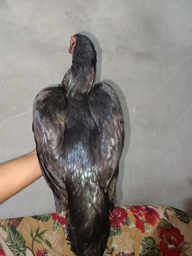 This hen is home made — photo 4