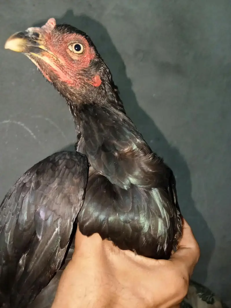 This hen is home made — photo 5