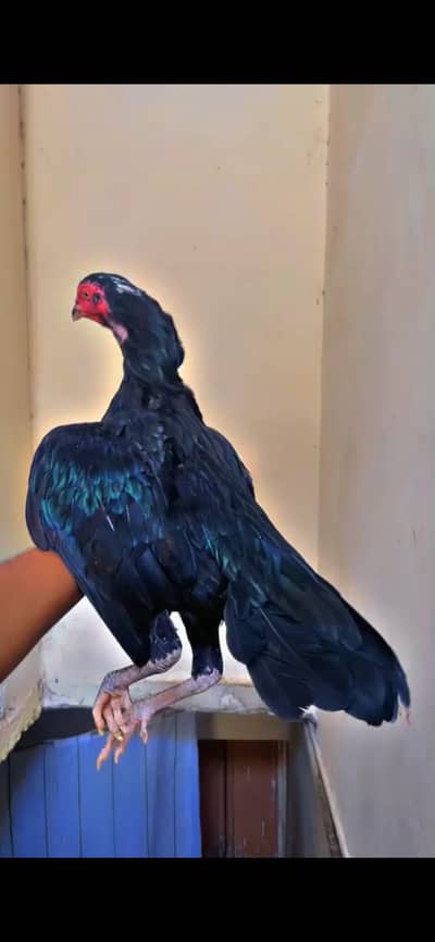 Mushki lasani female for sale saf ankh blue ring flower tail ma