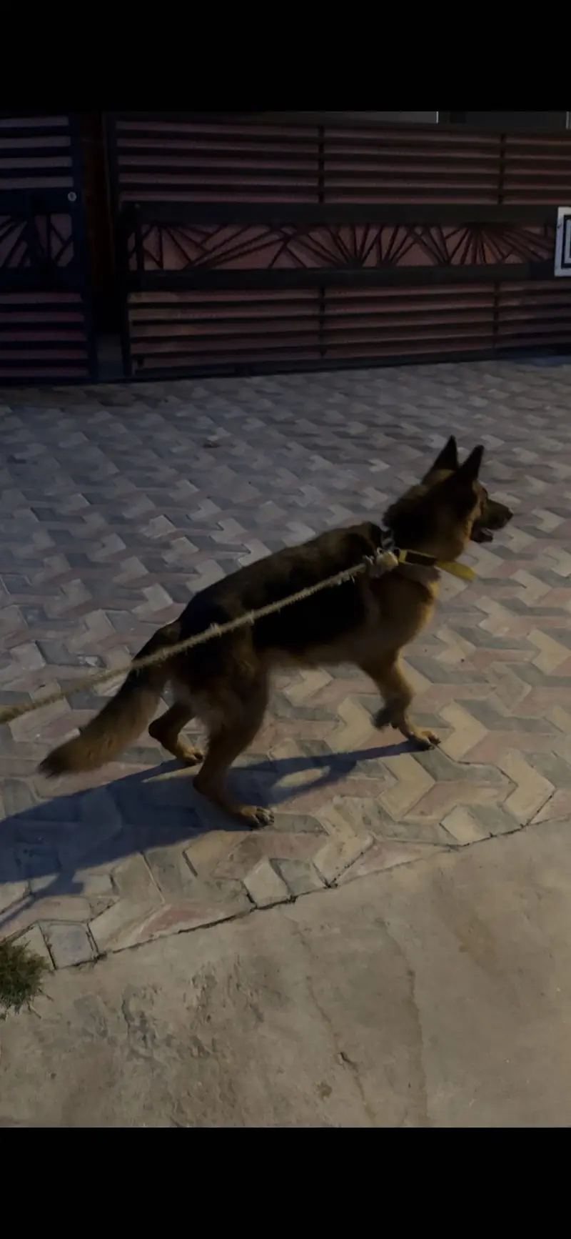 German Shepherd — photo 2