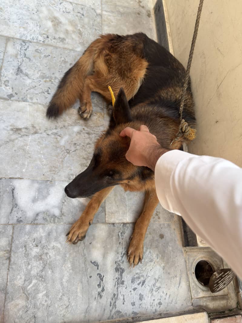 German Shepherd 4