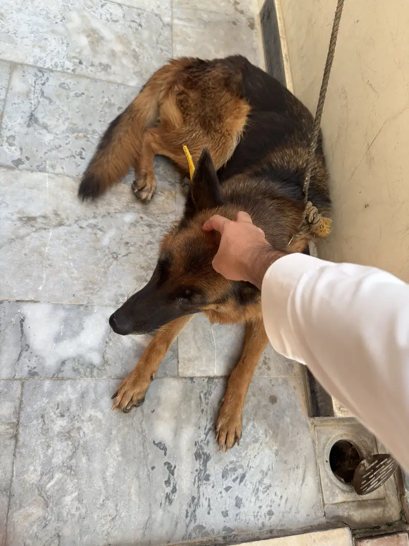German Shepherd — photo 5