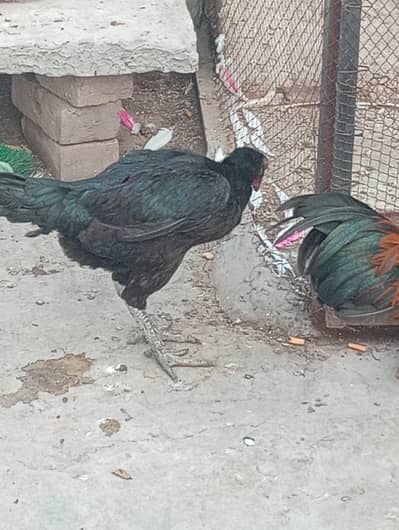 murghi