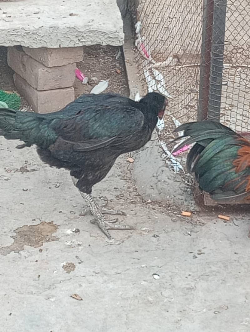 murghi 0