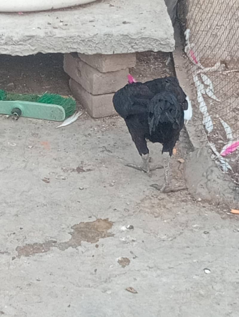 murghi 1