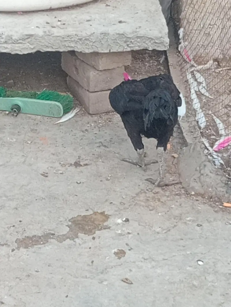 murghi — photo 2