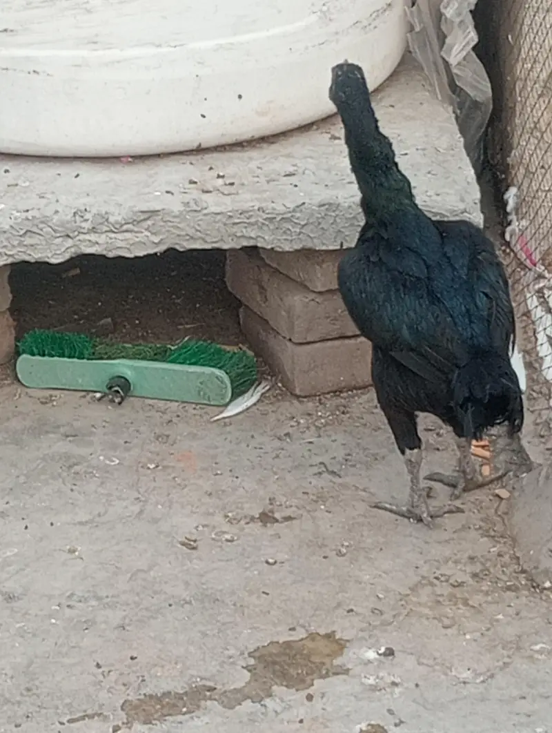 murghi — photo 3