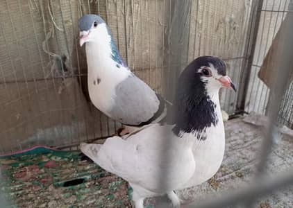 Breeder Pair