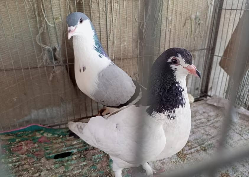 Breeder Pair 0