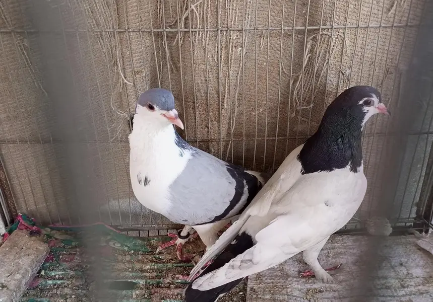Breeder Pair — photo 2