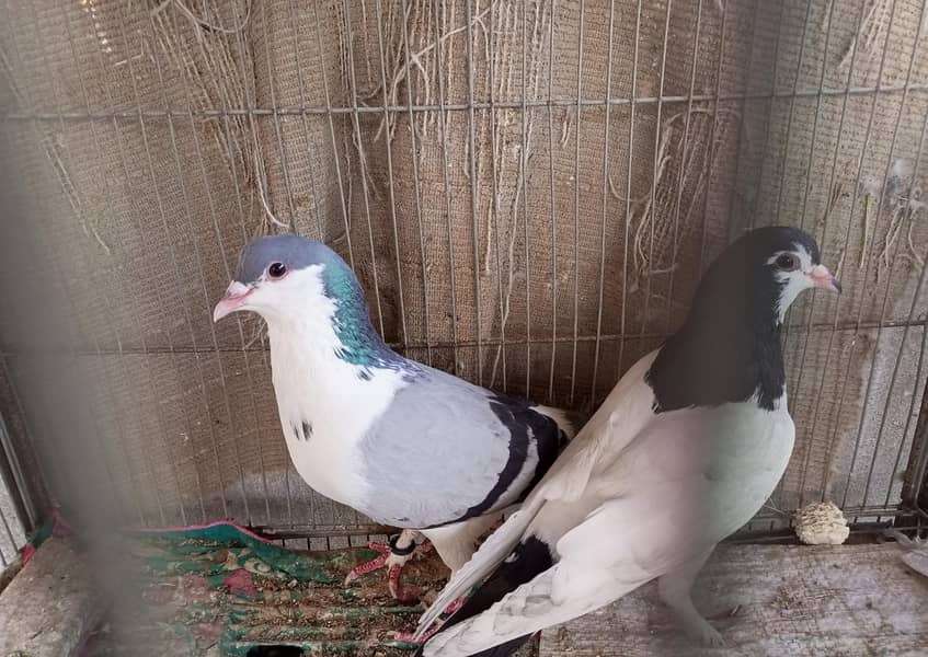 Breeder Pair 2