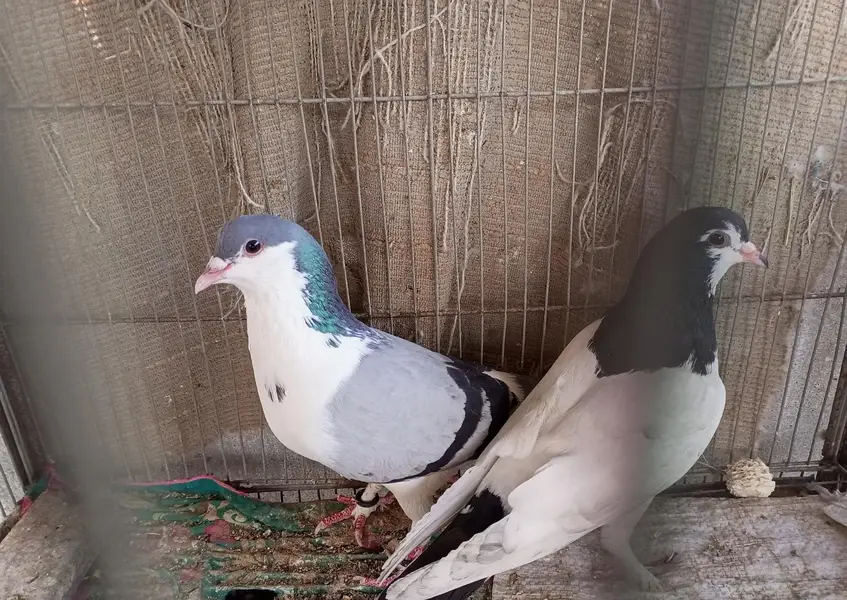 Breeder Pair — photo 3
