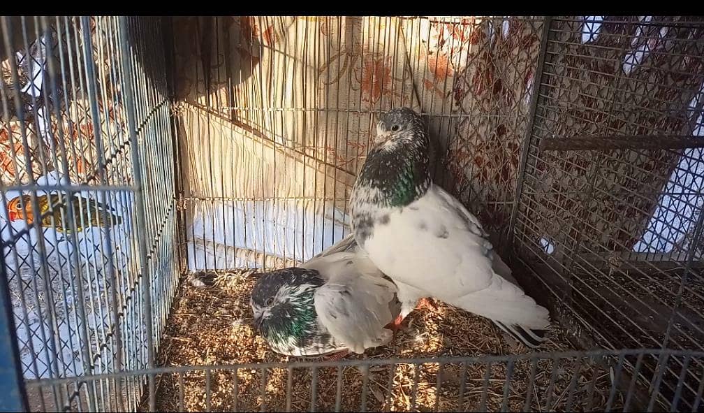 Breeder Pair 3