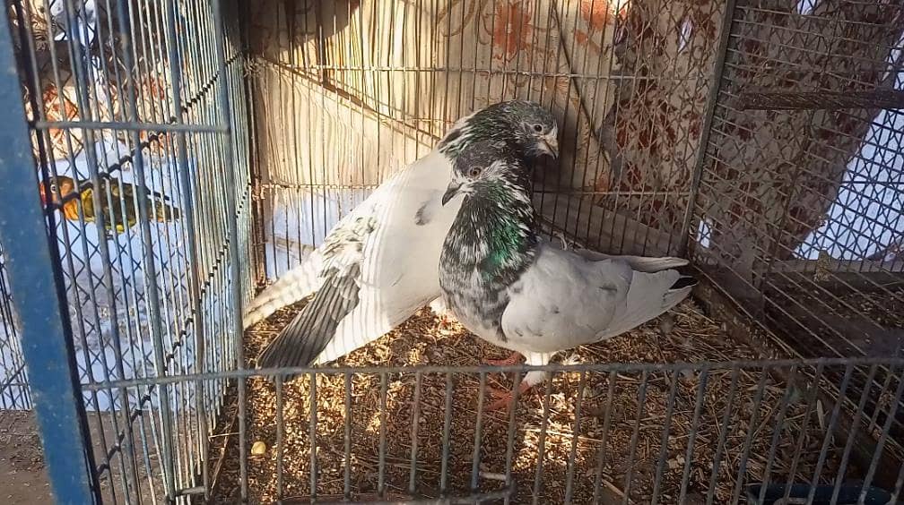 Breeder Pair 4